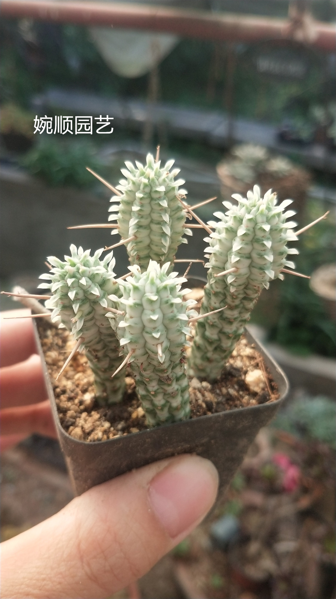 多肉植物绿植花卉一物一拍