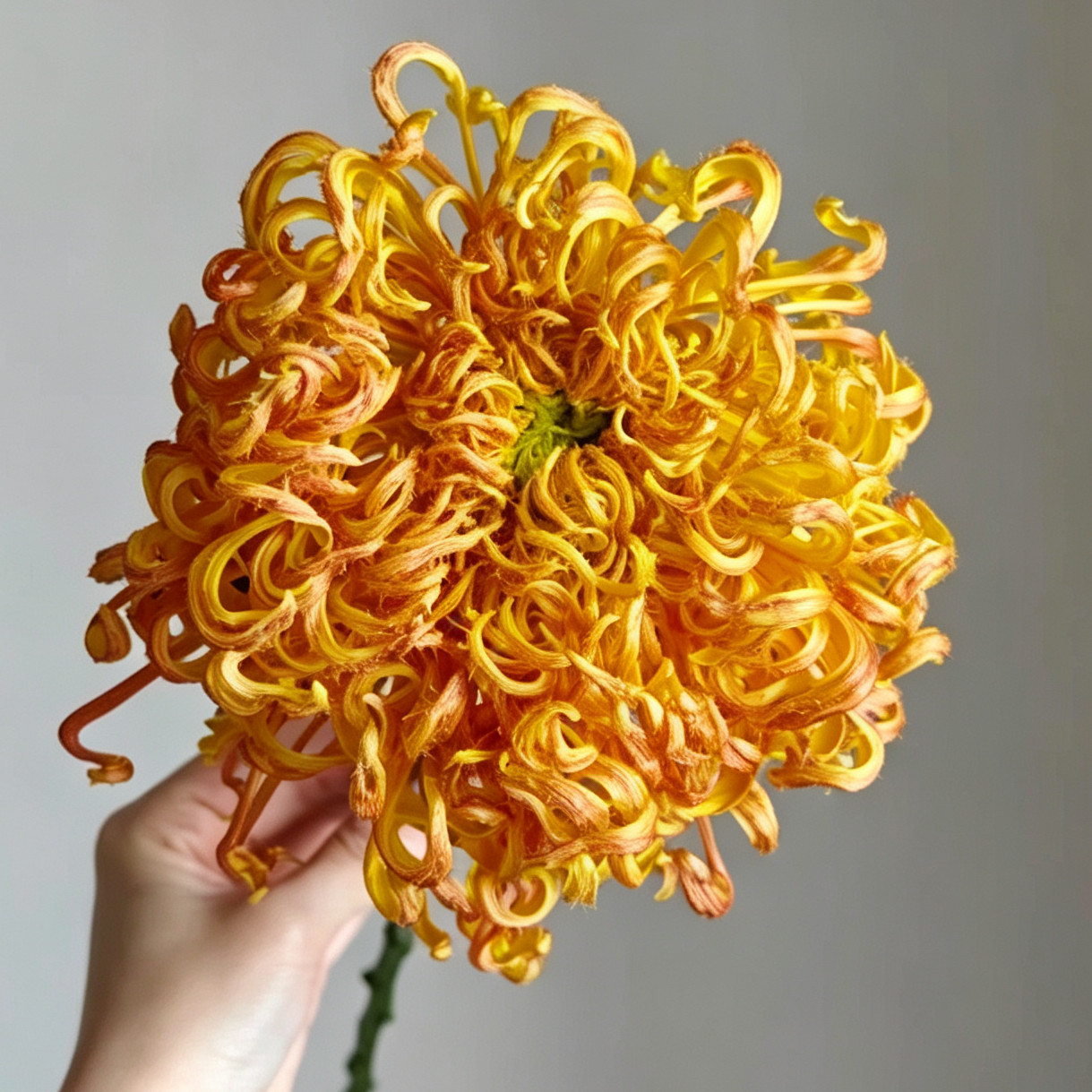 【金凤还巢--带花苞】黄毛刺稀有品种菊花苗九月大菊秋菊盆栽图片