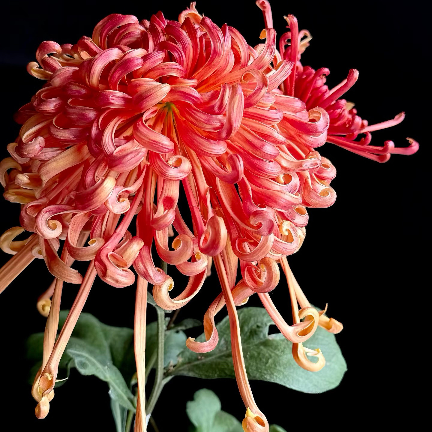 【盘龙凤舞--带花苞】稀有品种菊花苗九月大菊秋菊花卉盆栽今年开