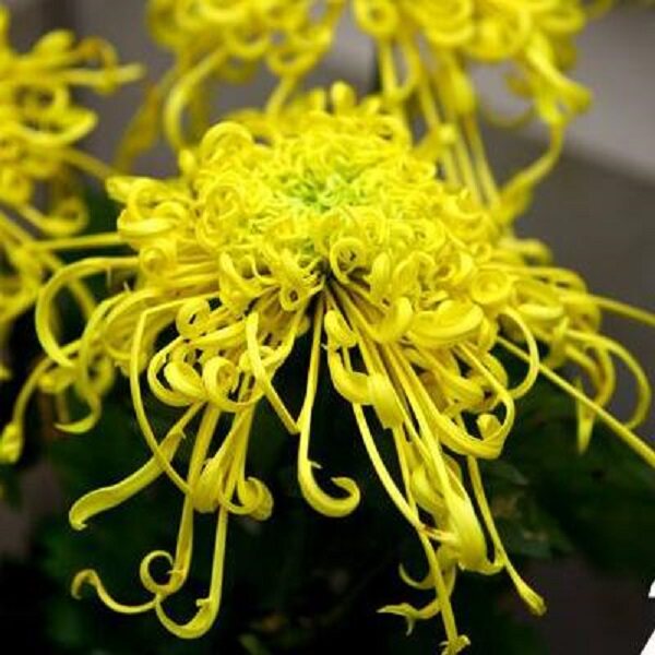 【金丝麦浪--大花线菊】小苗带根带土九月大菊花苗花卉