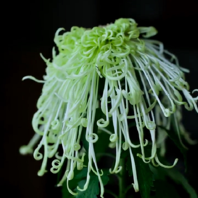盘龙碧玉【带花苞】菊花盆栽大苗九月大菊秋菊花苗花卉今年开花