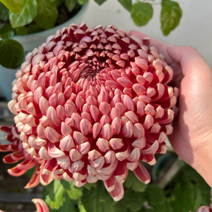 【国华兼六红--大花】小苗带根带土九月大菊花苗花卉