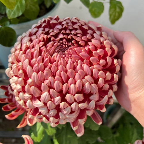 【国华兼六红--大花】小苗带根带土九月大菊花苗花卉