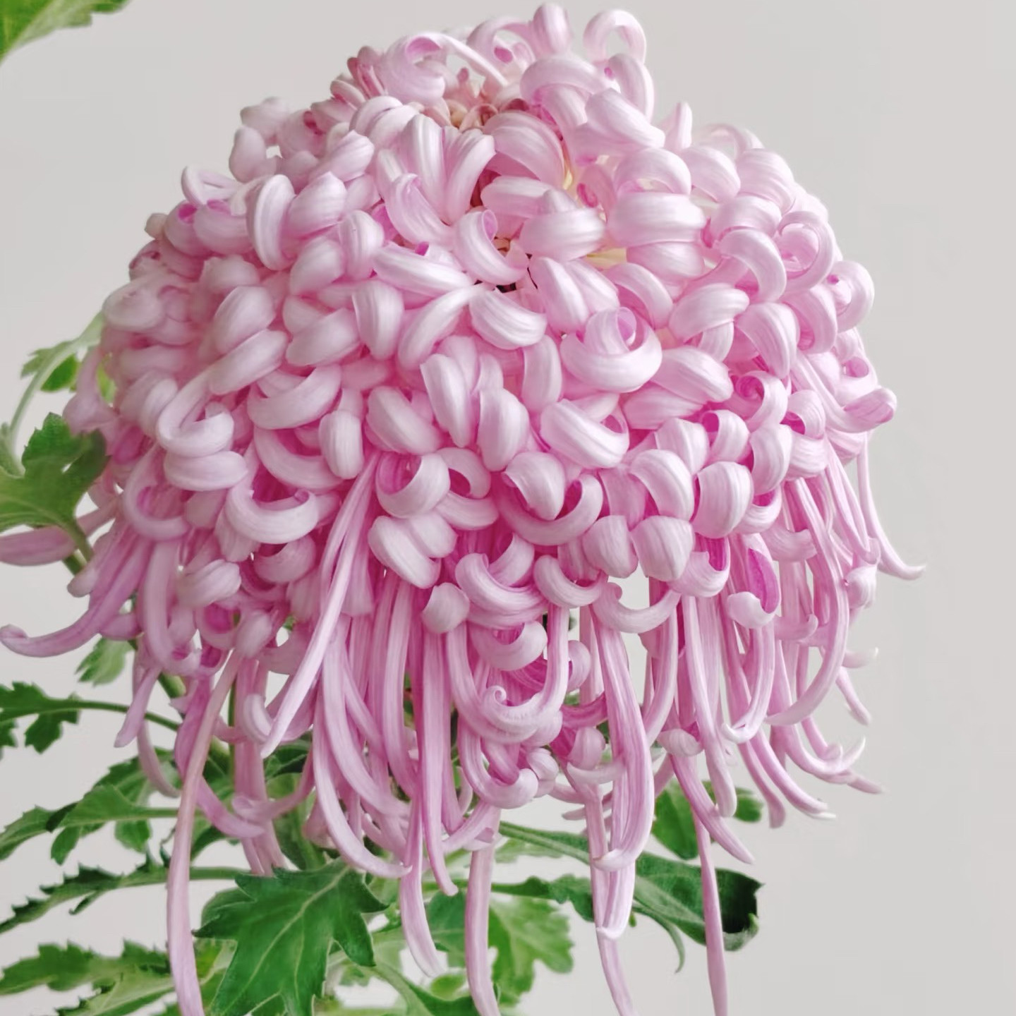【濠滨佳丽--大花】小苗带根带土九月大菊花苗花卉