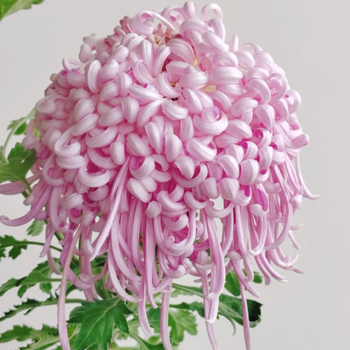 【濠滨佳丽--大花】小苗带根带土九月大菊花苗花卉