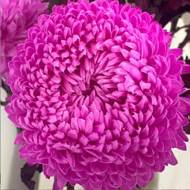 紫牡丹【带花苞】菊花盆栽大苗九月大菊秋菊花苗花卉今年开花