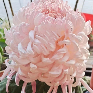 【国华初樱--特大花型】小苗带根带土九月大菊花苗花卉