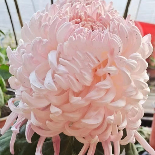 【国华初樱--特大花型】小苗带根带土九月大菊花苗花卉