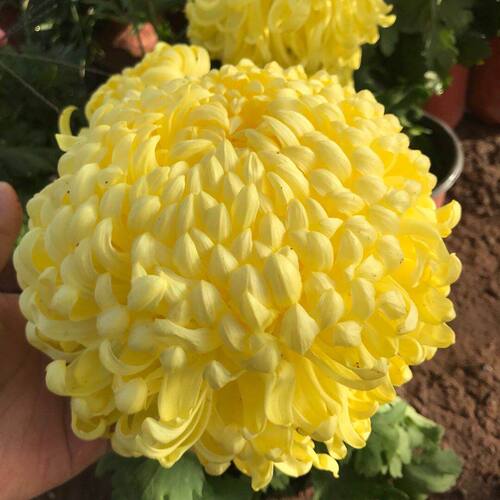 【国华金越山--大花】小苗带根带土九月大菊花苗花卉