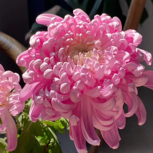 【粉国华兼六香--大花】小苗带根带土九月大菊花苗花卉