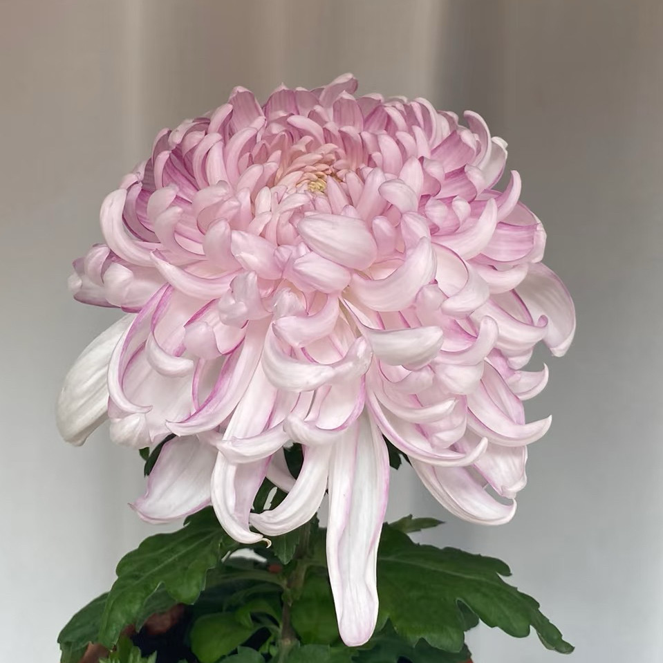 【华严的龙--大花型】小苗带根带土九月大菊花苗花卉