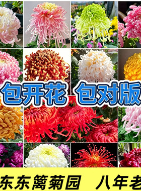 稀有大花菊花【多色】菊花盆栽小苗九月大菊秋菊苗花卉今年开花