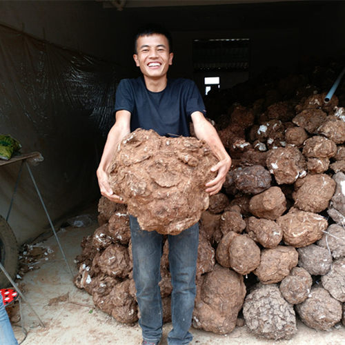 新货云南茯苓块原产地无硫500克1000克无熏蒸农产品伏苓可磨粉