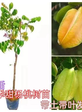 四季甜杨桃树果苗杨梅阳桃黄桃树树苗甜盆栽南方北方种植名贵果树