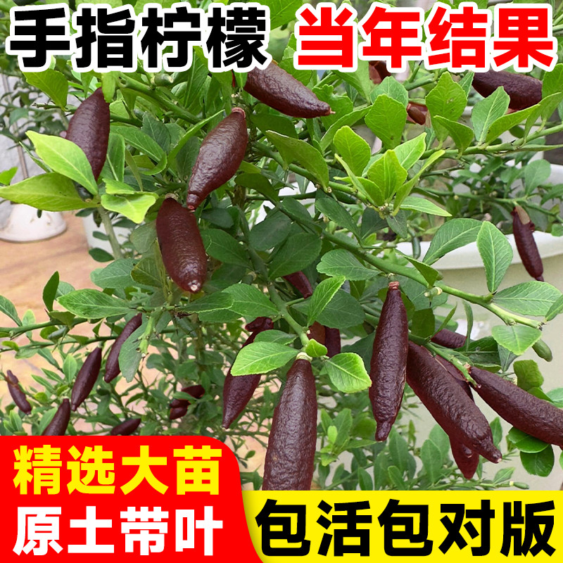 澳洲手指柠檬树苗指橙盆栽果树果苗棒棒糖庭院南方种植物当年结果