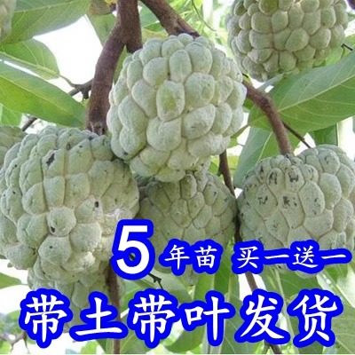释迦果树苗佛陀果台湾释迦果苗番荔枝树苗佛头果番荔枝苗凤梨玫瑰