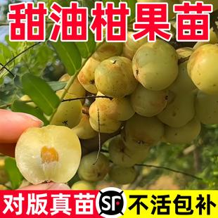 甜油甘果苗嫁接崩坎狮头柿饼甜油柑果树盆栽四季结果大牛油甘果苗
