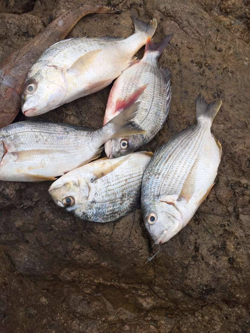 野生海钓黄翅鱼海钓海捕黄赤鱼黄鳍鲷新鲜水产海鲜