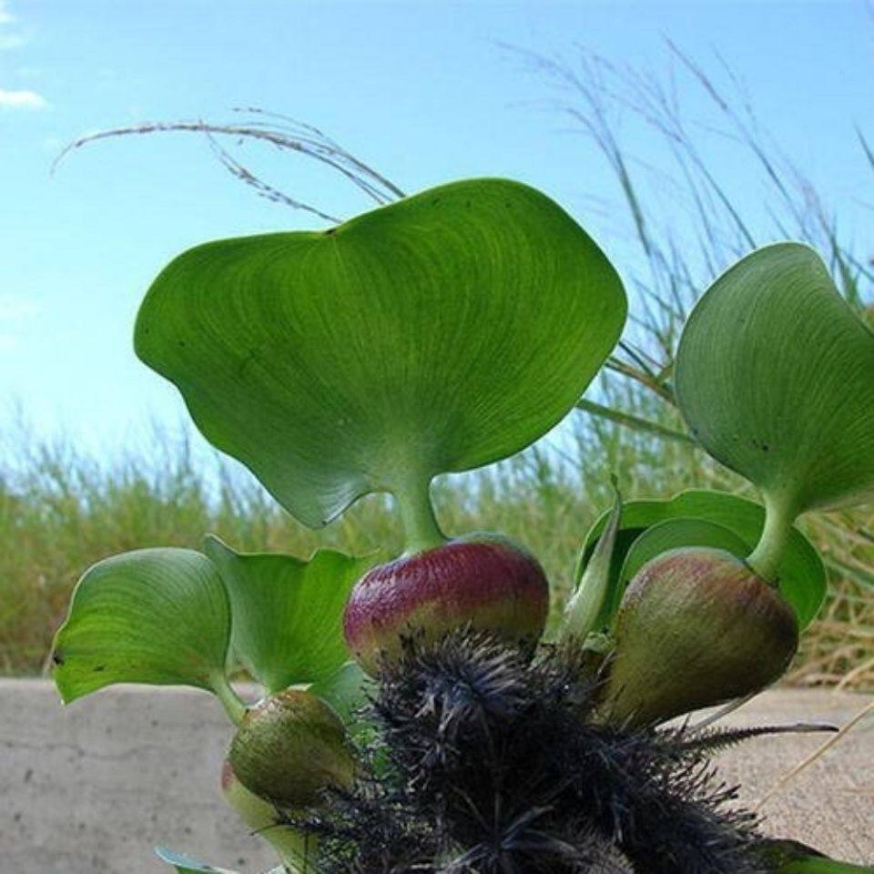 水生水养绿植水芙蓉漂浮性水草葫芦盆栽造景鱼缸龟缸懒人水培植物,宠物/宠物食品及用品,造景/装饰,淘宝优惠券,粉丝福利购,淘宝优惠卷