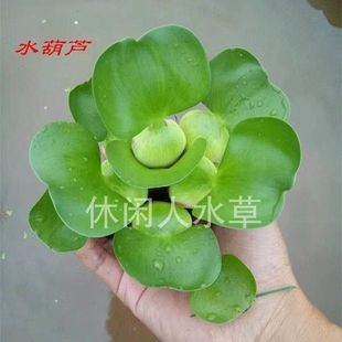 水葫芦水中植物养鱼水草养乌龟鱼虾池塘水生植物增氧净化水质植物