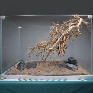 泰国枝天然造景杜鹃根沉木按斤划算树形密枝莫斯树水草缸森林素材