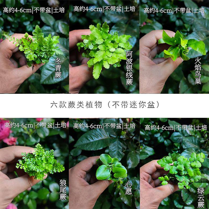 微景观苔藓蕨类植物懒人迷你雨林植物水陆缸草diy组合,鲜花速递/花卉仿真/绿植园艺,海藻球,淘宝优惠券,粉丝福利购,淘宝优惠卷
