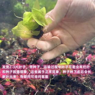 虎斑睡莲阴性前景易活淡水不用二氧化碳懒人入门简易会开花的水草