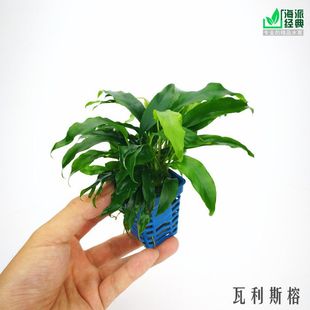 海派经典水族鱼缸活体真水草小水榕系列瓦利斯榕捆绑造景阴性水草