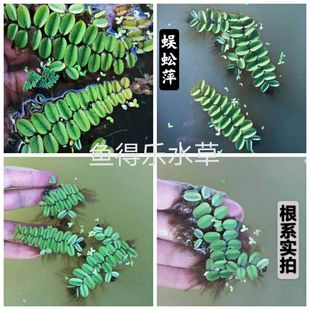 蜈蚣萍水培水生植物花卉浮萍净化水草鱼龟虾缸微造景观装饰绿植