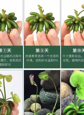 懒人精致水草香蕉草鱼缸