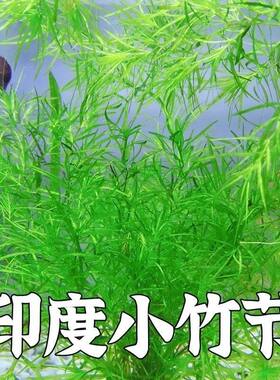 水族水草竹节草适合新手