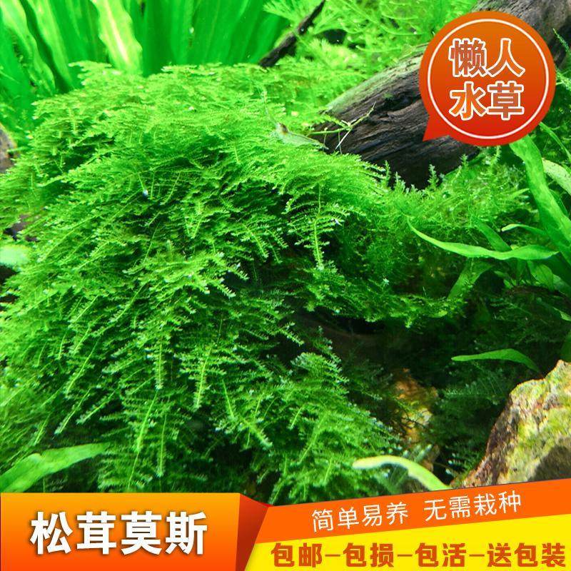 新手水族箱鱼缸铺底绑沉木活体淡水松茸莫斯水草真植物MOSS莫丝类,宠物/宠物食品及用品,造景/装饰,淘宝优惠券,粉丝福利购,淘宝优惠卷