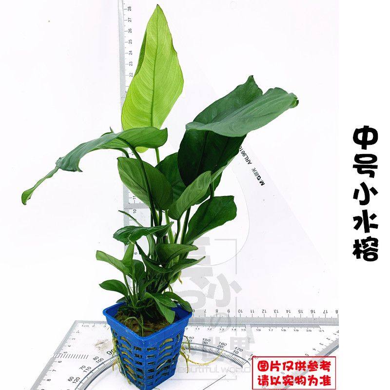 鱼缸前中后景沉木小水榕迷你黄金榕懒人造景阴性增氧水上叶真水草,宠物/宠物食品及用品,造景/装饰,淘宝优惠券,粉丝福利购,淘宝优惠卷