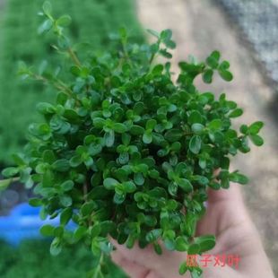 小对叶水族箱水草新手真草植物鱼缸后景造景阴性懒人淡水增氧