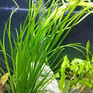 大水兰原生缸水草活体自养水下叶阴性后景草鱼缸造景淡水植物苦草
