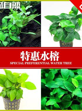 奇溢自然生态鱼缸真水草