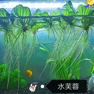 超长根须水芙蓉浮萍水草造景植物净化鱼缸水质水培养鱼养虾懒人