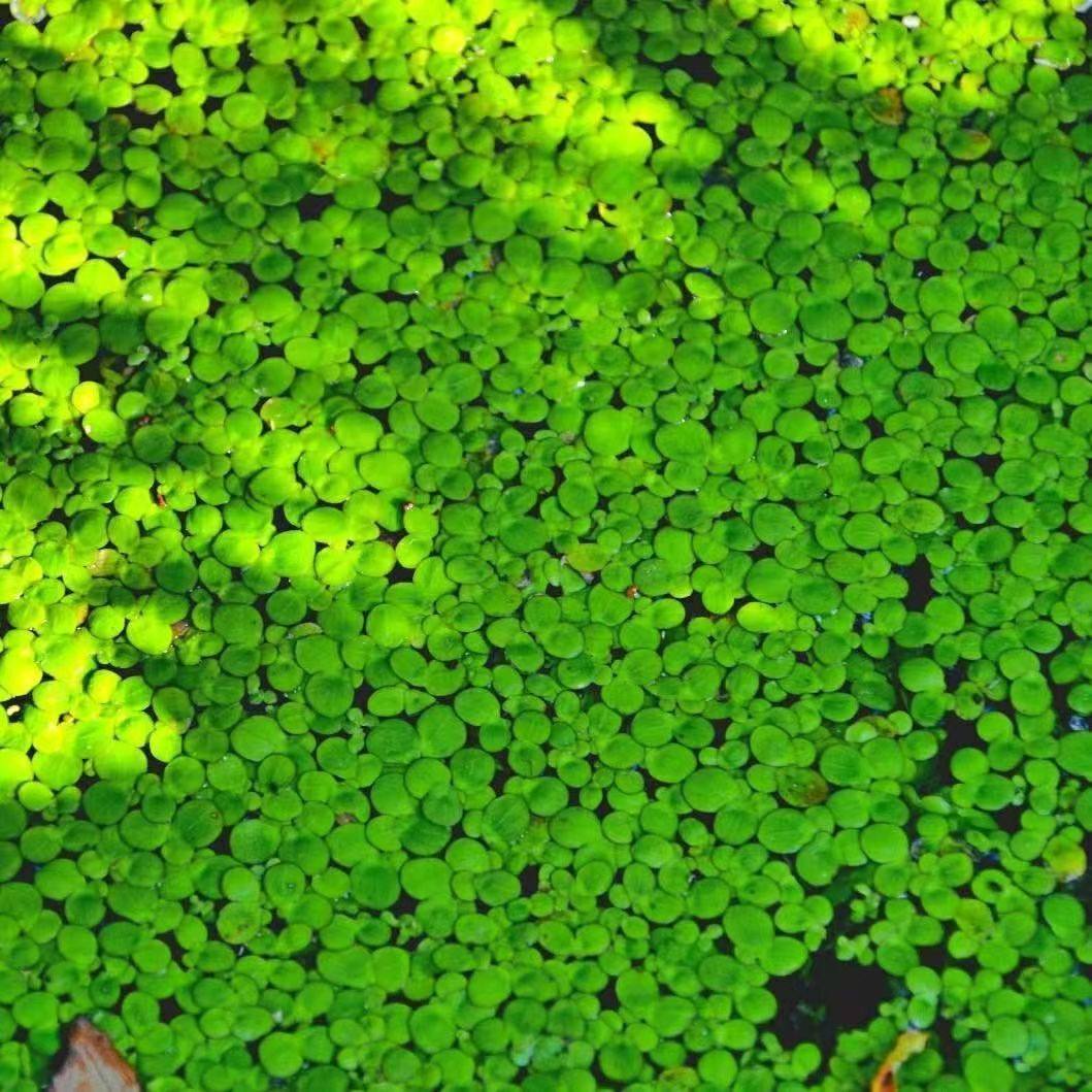 水芙蓉芝麻鱼缸培养浮萍池塘养龟水草养鱼植物造景净化水质增氧,鲜花速递/花卉仿真/绿植园艺,海藻球,淘宝优惠券,粉丝福利购,淘宝优惠卷