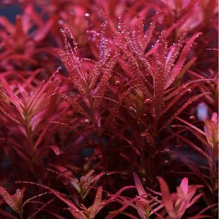 新手入门丹麦血红宫廷水下叶打头草中后景荷兰景草缸红宫廷水草