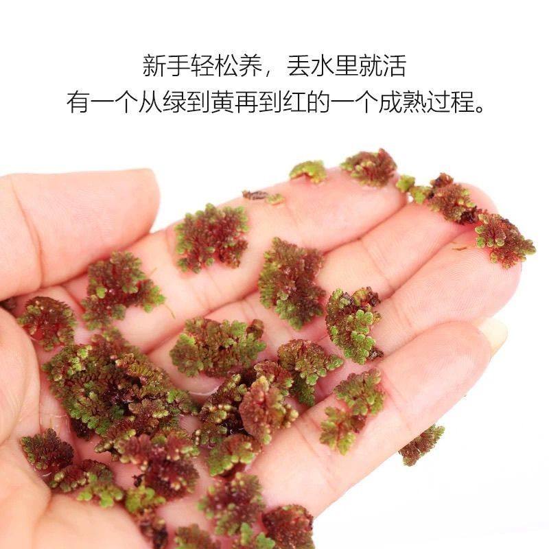 满江红净化珊瑚鱼缸水生植物造景鱼虾懒人水质景观浮萍水草,鲜花速递/花卉仿真/绿植园艺,海藻球,淘宝优惠券,粉丝福利购,淘宝优惠卷