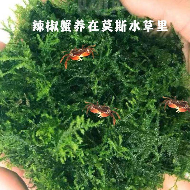 垂泪莫斯散装水草前景鱼缸造景阴性懒人植物增氧好养新手送辣椒蟹,鲜花速递/花卉仿真/绿植园艺,海藻球,淘宝优惠券,粉丝福利购,淘宝优惠卷