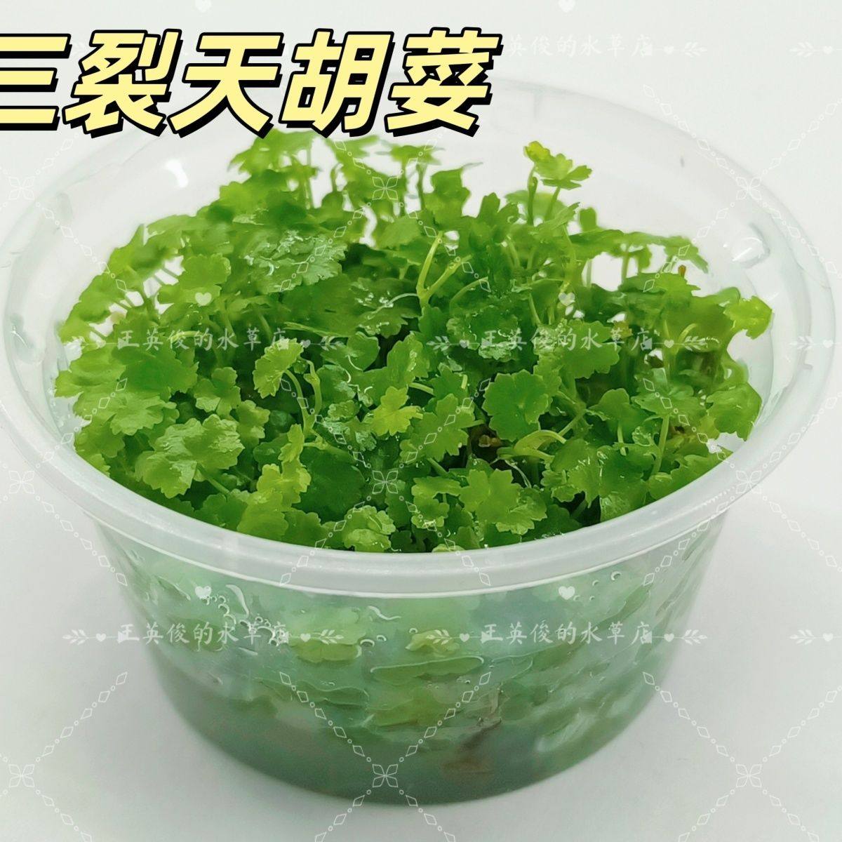 无菌杯水草鱼缸草坪淡水水草养鱼造景水培前景三裂天湖荽阴性活体,鲜花速递/花卉仿真/绿植园艺,海藻球,淘宝优惠券,粉丝福利购,淘宝优惠卷