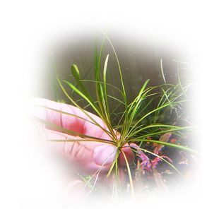 针叶皇冠前景水草鱼缸活体水族箱真水草阴性好养易活新手懒人水草