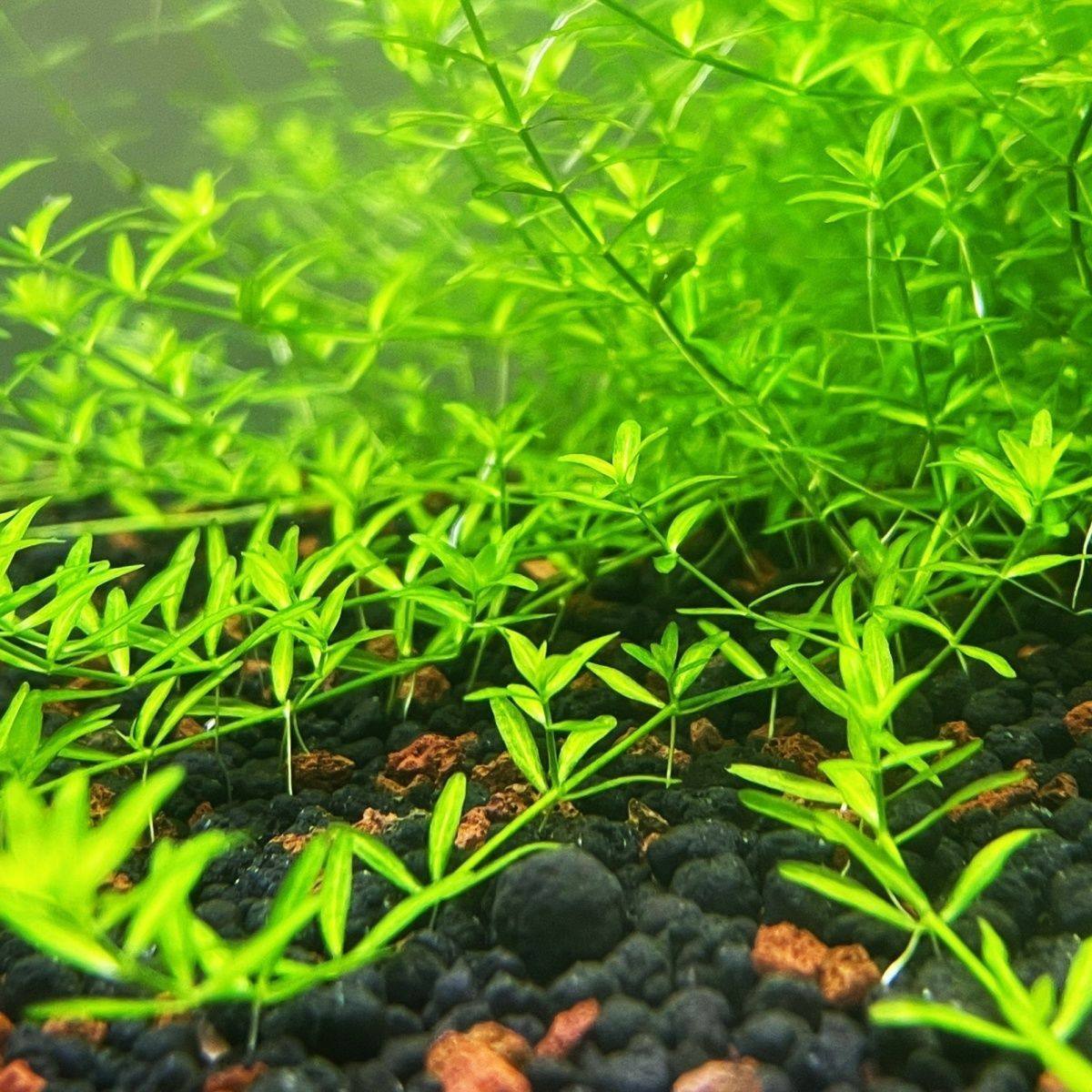 新手日本高珍珠草日本珍珠草纯水下叶打头草无碳荷兰景水草开缸,鲜花速递/花卉仿真/绿植园艺,海藻球,淘宝优惠券,粉丝福利购,淘宝优惠卷