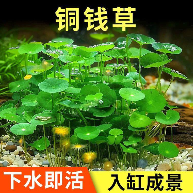 铜钱草种子招财水培植物办公室桌面盆栽金钱草水里的绿植增氧水草