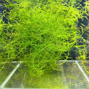 网红同款鱼草竹节草印度竹节真草净化水质增氧孔雀鱼避难所躲避屋
