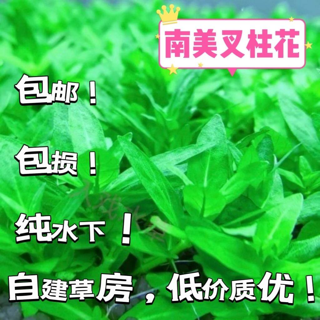 水下叶自养南美叉柱花前景草坪易活真水草淡水植物懒人水培迷你,鲜花速递/花卉仿真/绿植园艺,海藻球,淘宝优惠券,粉丝福利购,淘宝优惠卷