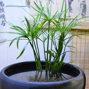 水竹水生植物水草旱伞草水培净化组合水质植物鱼缸造景水芙蓉浮萍