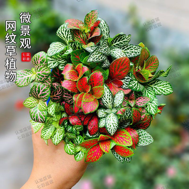 单株网纹草苔藓微景观DIY盆栽水陆缸造盆景室内迷你绿植小型花卉,宠物/宠物食品及用品,造景/装饰,淘宝优惠券,粉丝福利购,淘宝优惠卷