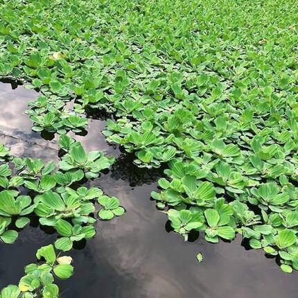水芙蓉净化植物培养鱼水生植物造景水草浮萍池塘净化水培